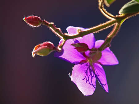 Background Picture of Flowerの写真素材