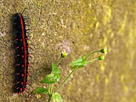 Caterpillar の写真素材