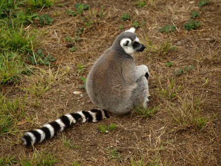 Ring-tailed Lemur 