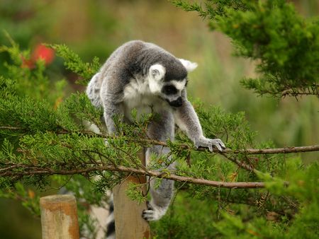 Ring-tailed Lemur 