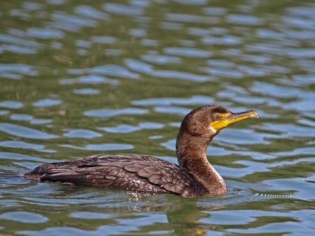 This is a Grand Cormorant.