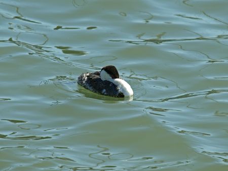 Swimming Western Grebe in a Cold Dayの写真素材