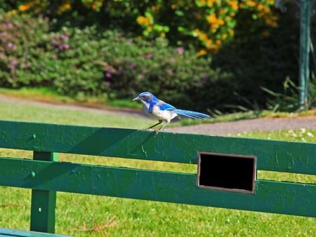 Bluejayの写真素材