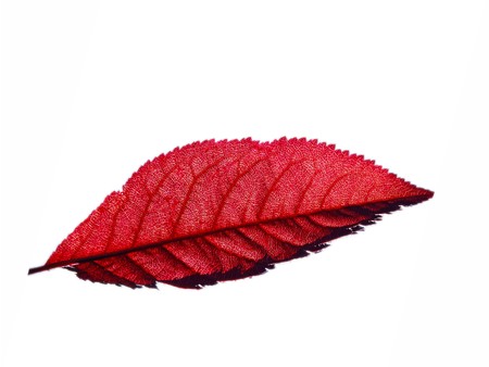 This is a Picture of Red Maple Leaf.の写真素材