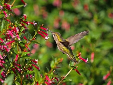This is a Flying; Hummingbird.の写真素材