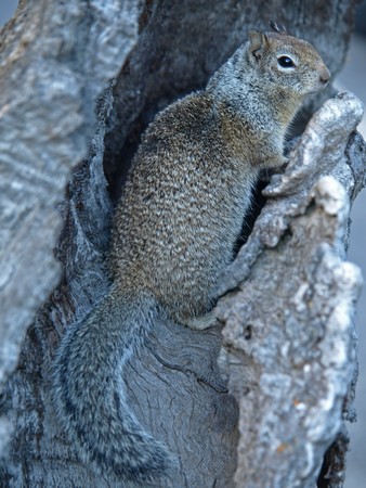 Squirrelの写真素材