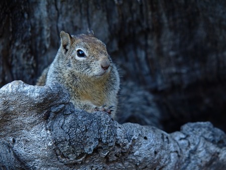 Closeup Picture of Squirrelの写真素材