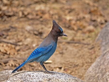 Blue Jayの写真素材