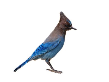 Blue Jay Isolated on White Backgroundの写真素材