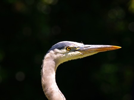 Th is is a Closeup Picture of Heron.の写真素材