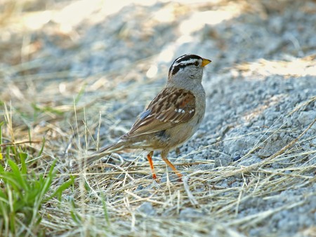 White Crowned Sparrowの写真素材