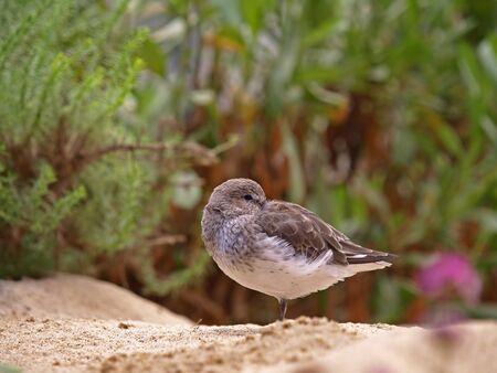 Killdeer