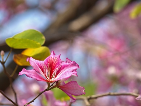 Closeup Picture of Orchid Tree(Bauhinia Variegata)