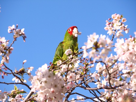 Famous Parrot in San Francisco North Beachの写真素材