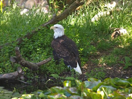 American Eagleの写真素材