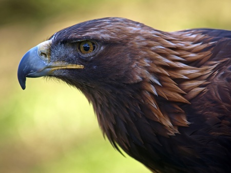 Eagle