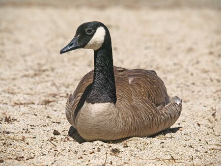 Wild Canada Goose(Branta Canadensis)の写真素材
