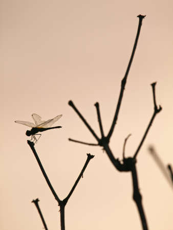 Beautiful Silhouette of Dragonfly on Branchの写真素材
