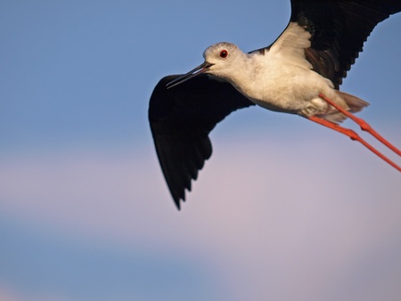 Black-winged Stilt