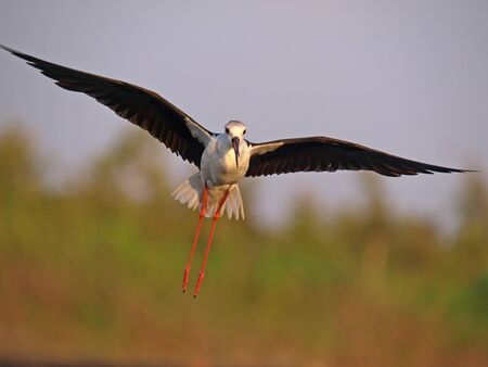 Black-winged Stilt
