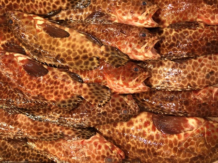 Background Picture of Fresh Fish