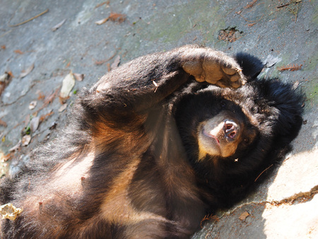 Formosan black bear saying Helloの写真素材
