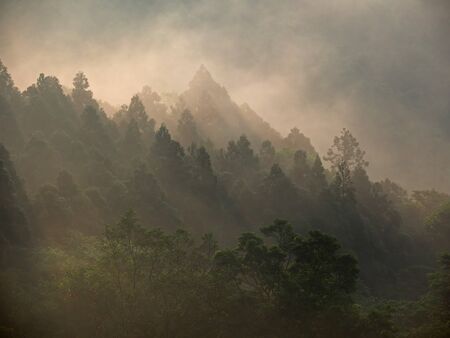 Golden sunshine above the forest in breaking dawnの写真素材