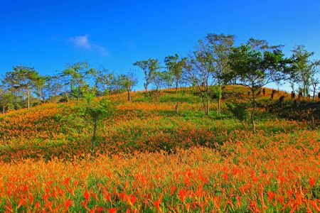 Beautiful scene of east Taiwan in Orange Daylily Seasonの写真素材