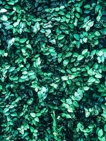 Background and Texture Green leaves in rainy season Thailandの写真素材