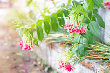 Flower pink are blossoming along the road. From the wall of a small houseの写真素材