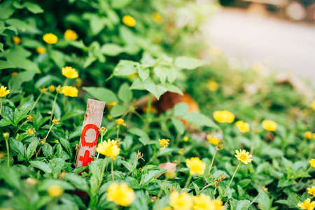Yellow flower are blossoming along the road. There are embroidered wooden signsの写真素材