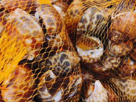 Spotted babylon in mesh bag sold in supermarketsの写真素材