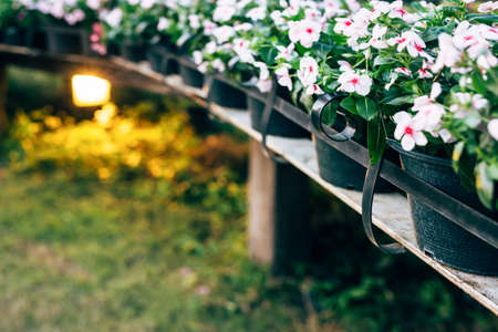Flowers on old wooden bridges design of a black wrought iron railing