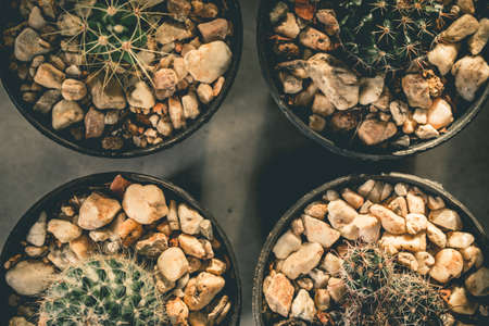 Cactus in a black pot Plaster backgroundの写真素材