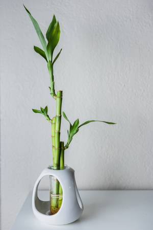 Bamboo stalks in white ceramic vase on clean backgroundの写真素材