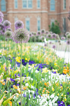 Closeup of a tall purple flower stalkの写真素材