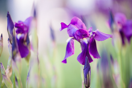 A bed of blooming purple iris flowersの写真素材