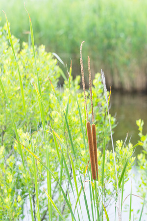 Long brown cattails with warm colored vegetation in background, bright morning lightの写真素材