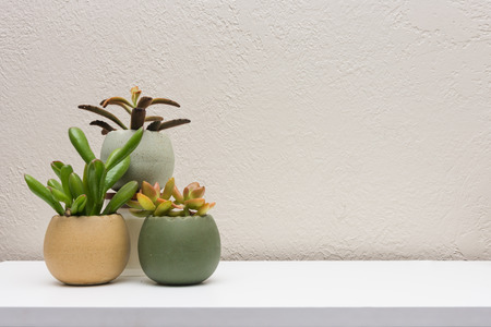 Cluster of small interior succulent plants on white surface with empty space for content additionの写真素材