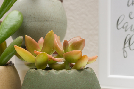 Closeup of cluster of small interior succulent plantsの写真素材