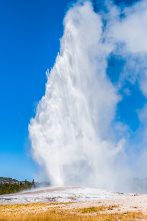 White water erupts from Old Faithful geyser at Yellowstone National Park against a bright blue sky on a sunny summer dayの写真素材