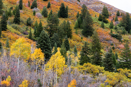 Yellow quaking aspens, evergreens and orange foliage on steep mountainside in Wasatch Mountains, Utah, USAの写真素材