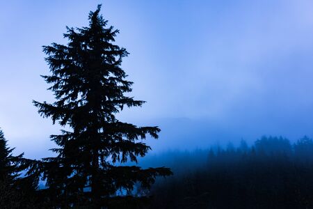 Calm morning landscape of mountain covered evergreens, Ketchikan, Alaska, USAの写真素材