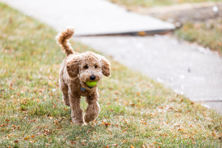 An adorable young puppy labradoodle runs in yard outside playing fetch with a green tennis ball in the fallの写真素材