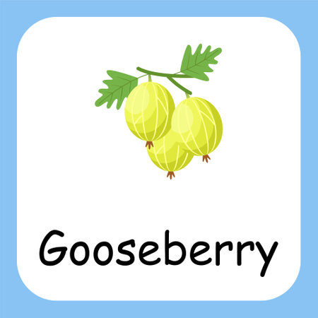 Gooseberry Clip art with text, Flat design. Education for kids. Vector Illustrationのイラスト素材