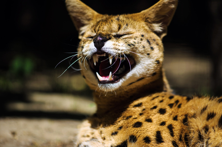 serval catの写真素材