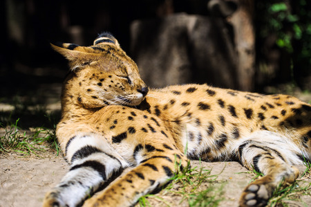 serval catの写真素材