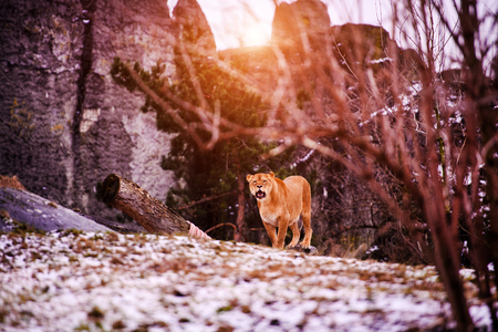 Beautiful Mighty Lionessの写真素材