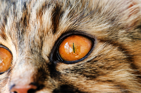 Sweet cat, very playful, with yellow eyesの写真素材