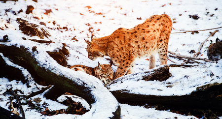 lynx in winterの写真素材